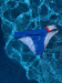 Dámské dvoudílné plavky BornToSwim CZE Bikini Blue